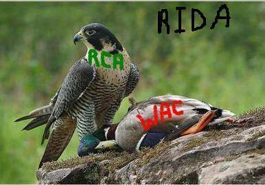 rca                            wac
